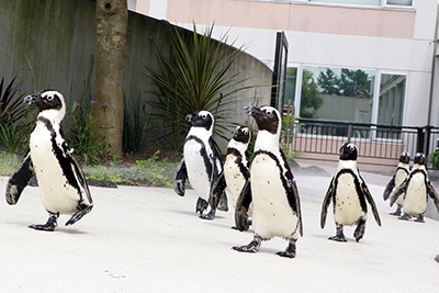 Cape penguin图片