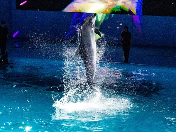 実際の写真