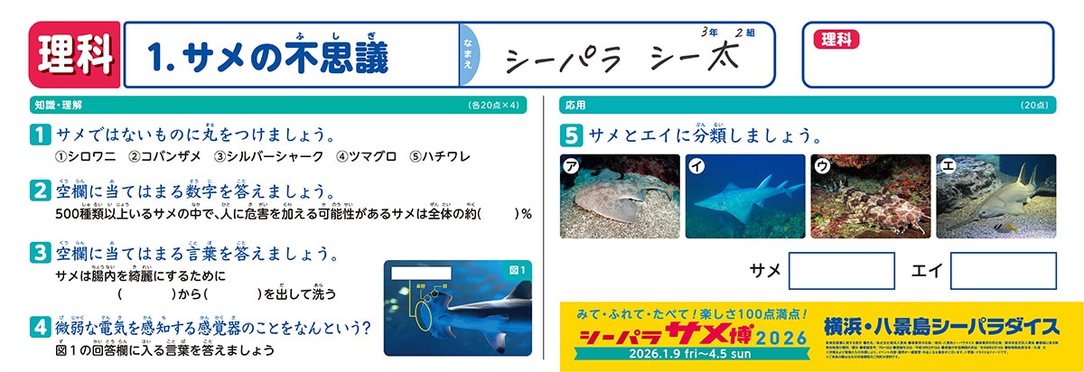 サメの不思議　小テスト