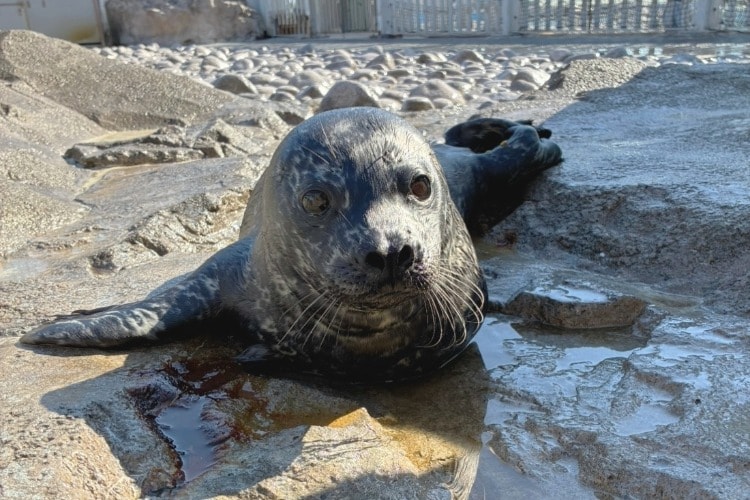 ゼニガタアザラシ」の赤ちゃん誕生！｜横浜・八景島シーパラダイス