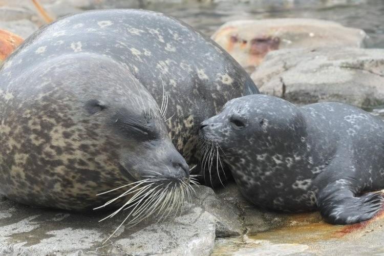 ゼニガタアザラシ」の赤ちゃん誕生！｜横浜・八景島シーパラダイス