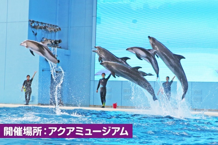 Animal Life Live!
