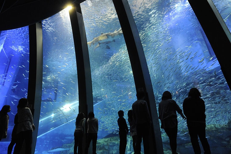 아쿠아 뮤지엄 (Aqua Museum)의 이미지