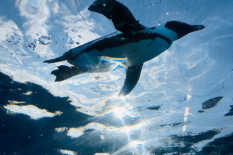 Fureai Lagoon Cape penguin Images