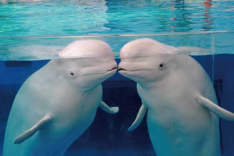 45R 海の生き物達 トモカワ ヒロサキ | UMIYA 🇯🇵 | ひとつひとつ描いた海の