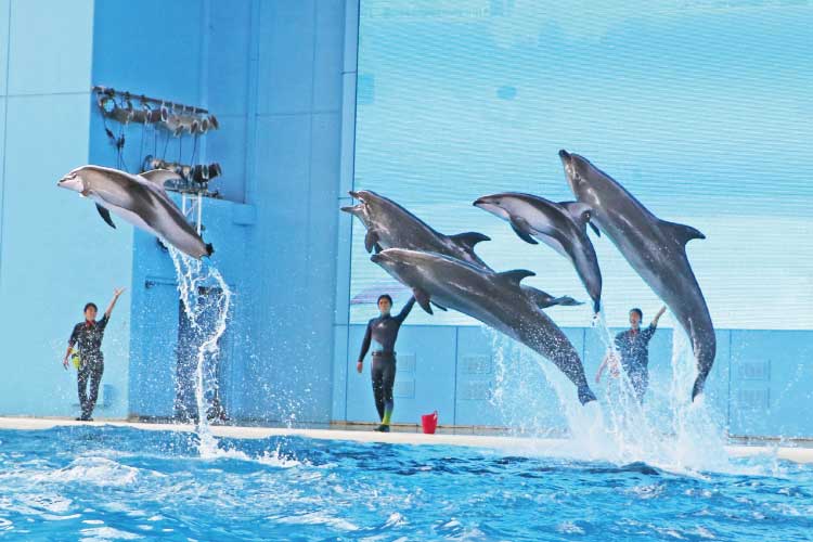 ショーイメージ