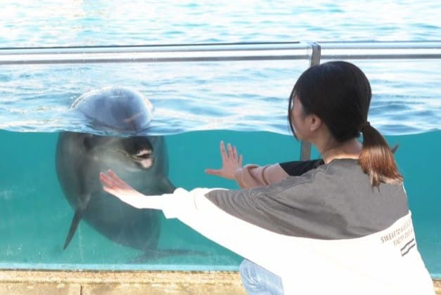 ふれあいラグーン　バンドウイルカの画像