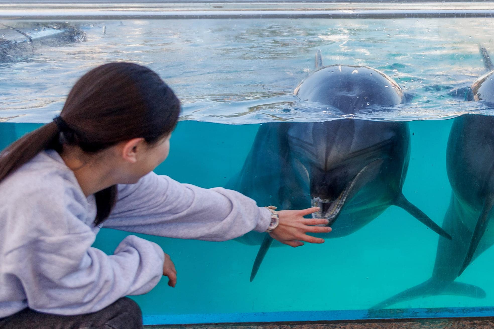 ふれあいラグーン　バンドウイルカの画像