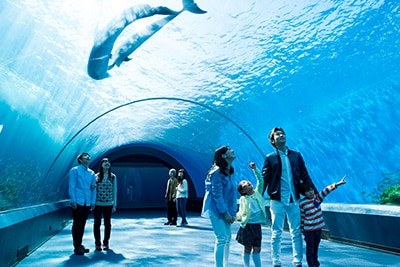 海・島・生きもののテーマパーク｜横浜・八景島シーパラダイス