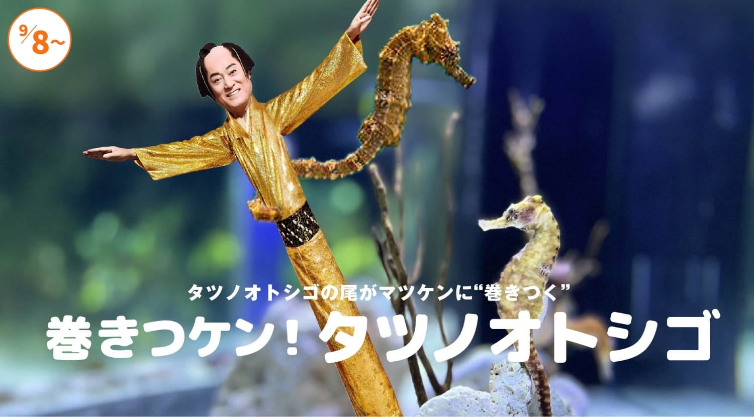 巻きつケン！タツノオトシゴ