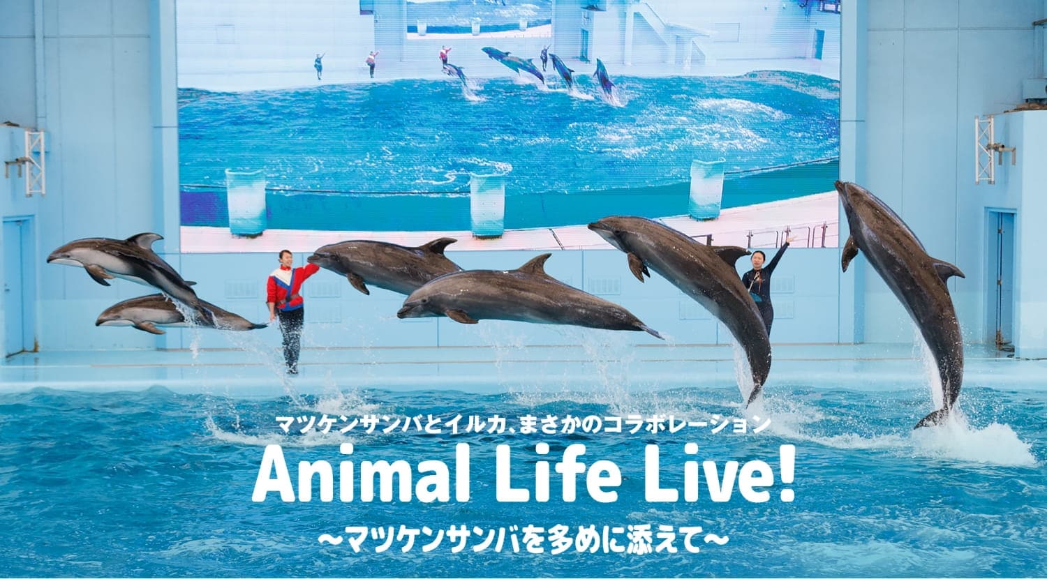 マツケンまみれまみれ島 秋の陣｜横浜・八景島シーパラダイス