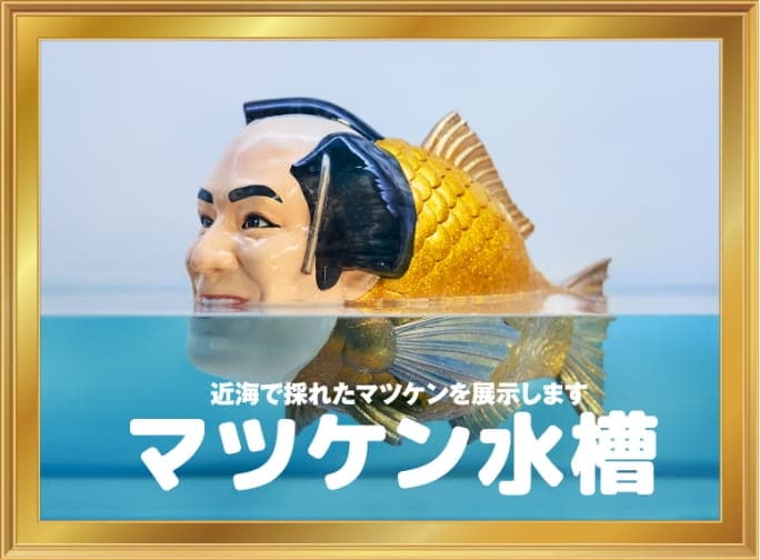 マツケン水槽