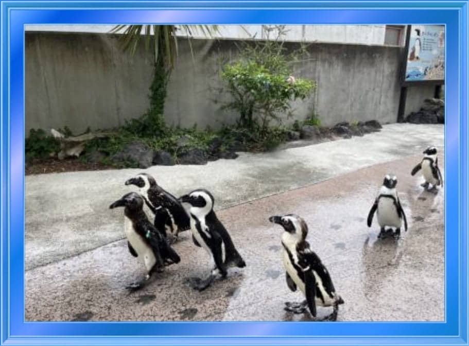 ケープペンギンのパレード