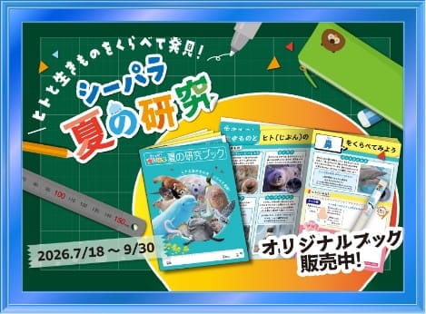 シーパラ夏の研究