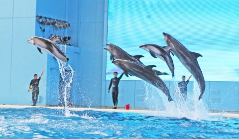 海の動物たちのショー