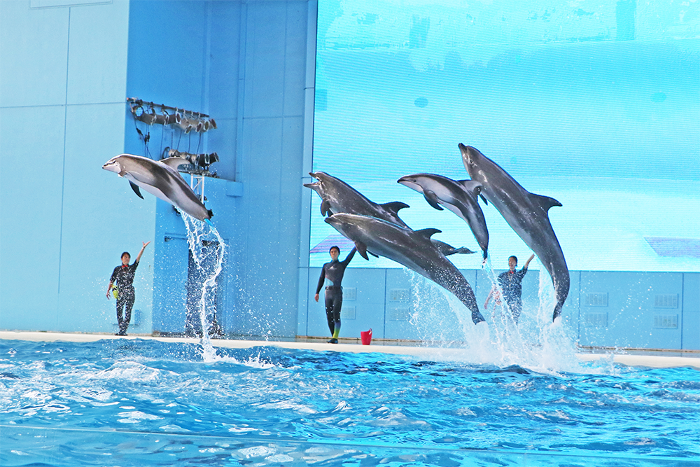 海の動物たちのショー