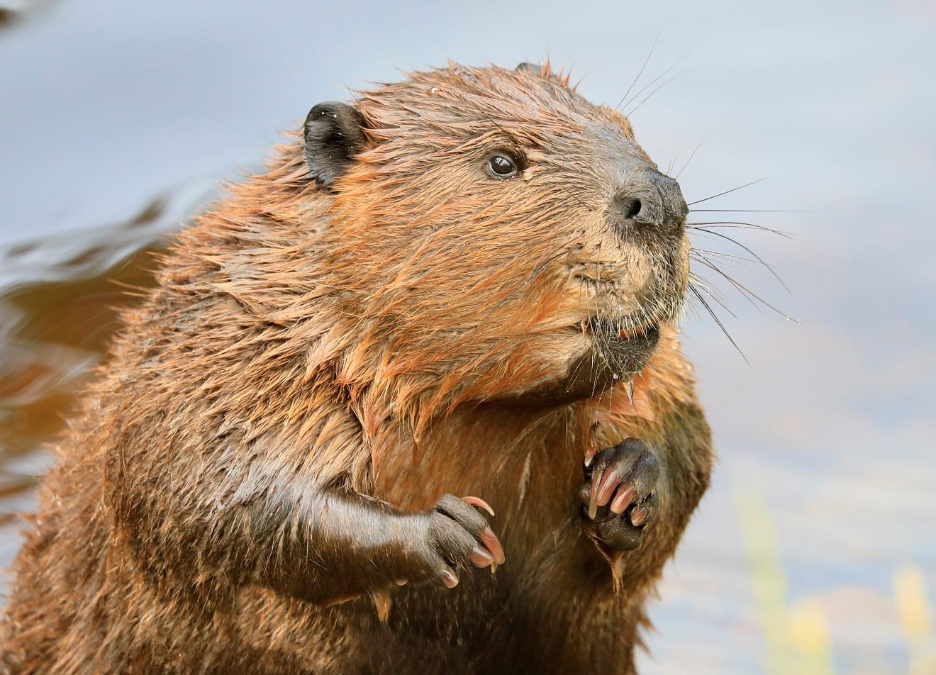 アメリカビーバーの写真