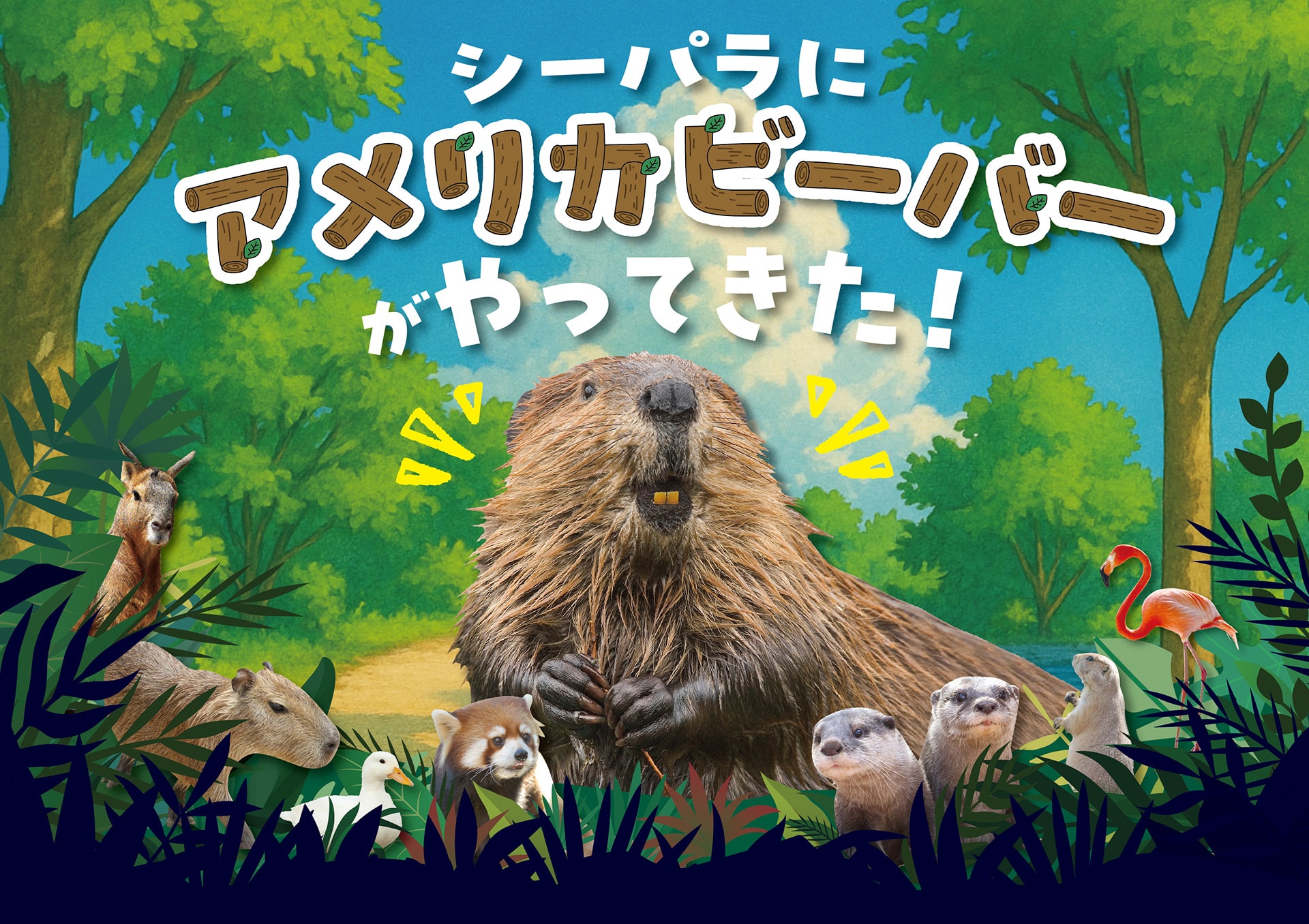 アメリカビーバーがやってきた！